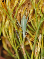Oecanthus quadripunctatus
