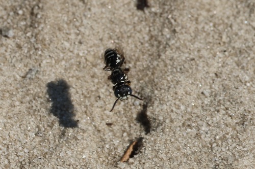 Philanthus politus photo 5