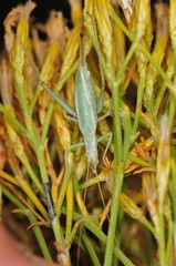 Oecanthus quadripunctatus