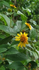 Asteraceae