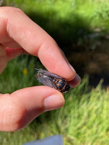 iNaturalist observation photo of Okanagana