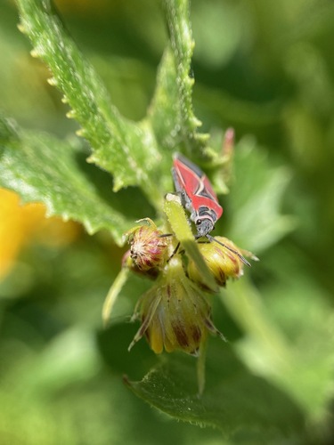 iNaturalist observation photo of White-crossed Seed Bug