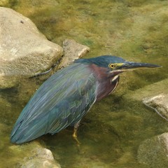 Butorides virescens