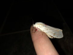 Rhodogastria similis