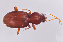 Gastrellarius unicarum