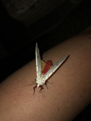 Rhodogastria similis