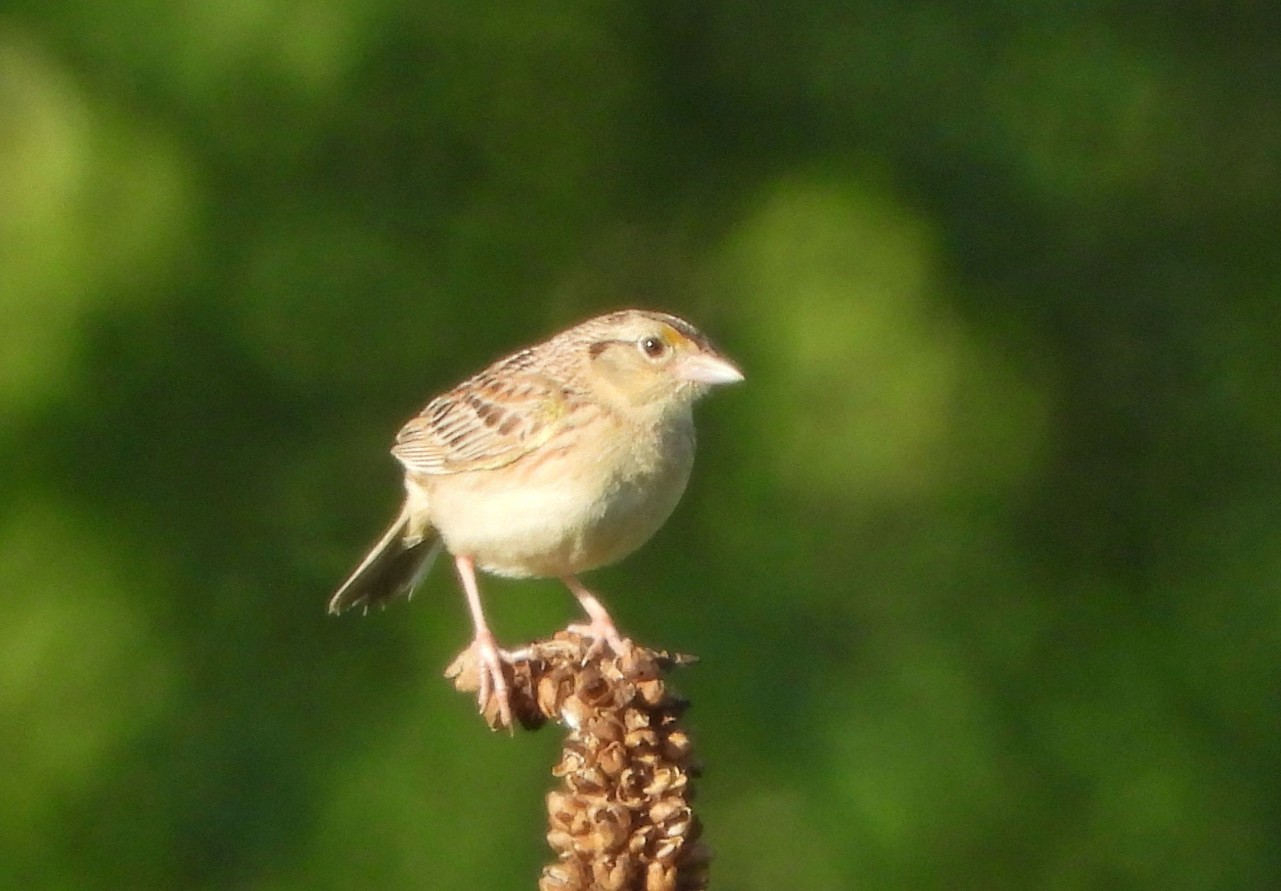Ammodramus savannarum (J.F.Gmelin, 1789)