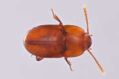 Catopocerus