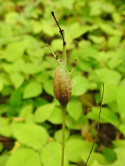 Neolasioptera desmodii