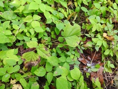 Neolasioptera desmodii