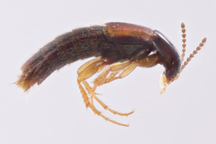 Bryoporus testaceus