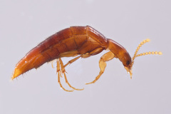 Ischnosoma lecontei