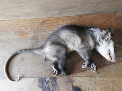 Didelphis virginiana