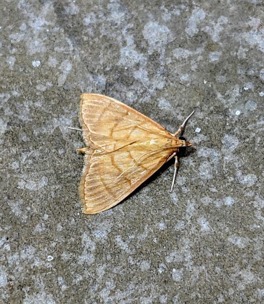 Ecpyrrhorrhoe rubellalis