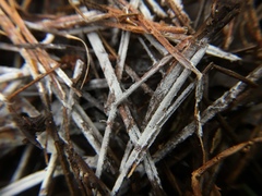 Trechispora stellulata