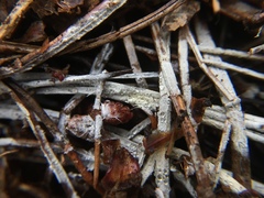 Trechispora stellulata