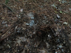 Trechispora stellulata