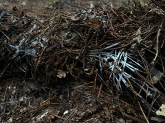 Trechispora stellulata