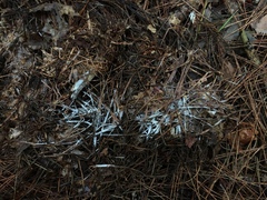 Trechispora stellulata