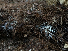 Trechispora stellulata