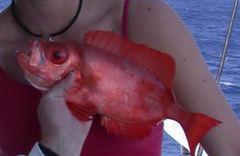 Priacanthus arenatus
