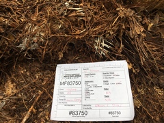 Trechispora stellulata