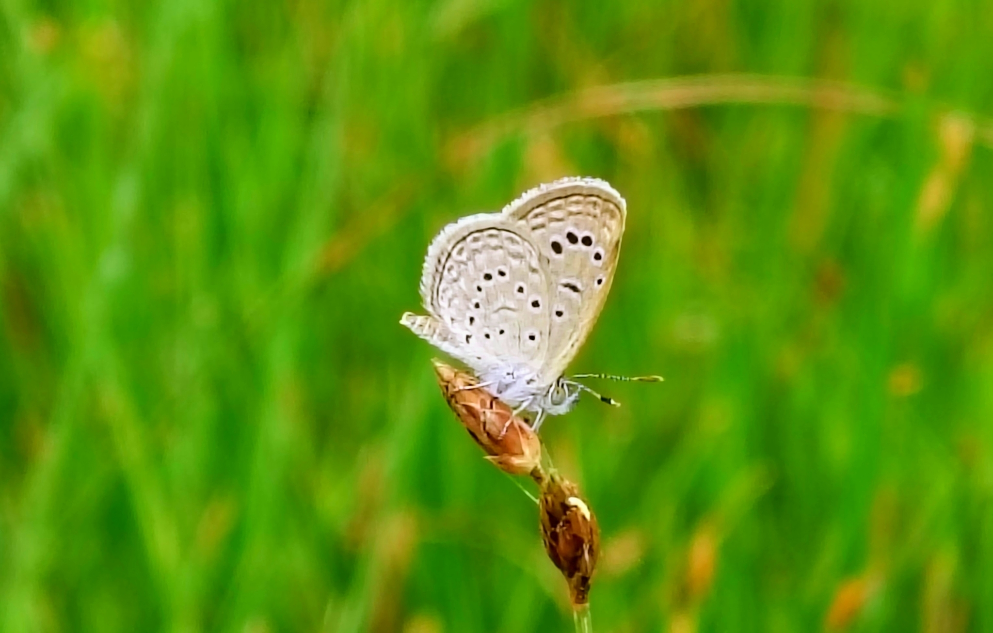 Pale Grass Blue