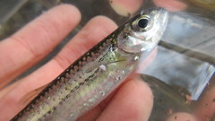 Notropis telescopus