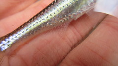 Notropis telescopus