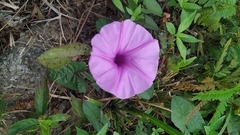 Ipomoea
