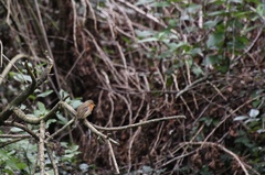 Erithacus rubecula
