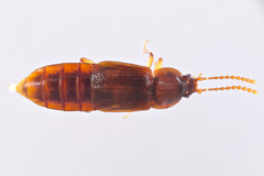 Acidota crenata