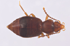 Lesteva cribratula