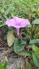 Ipomoea