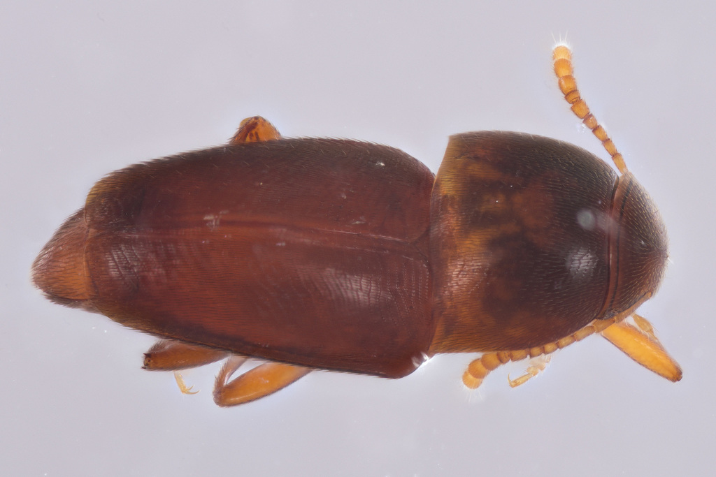 Ptomaphagus fumosus