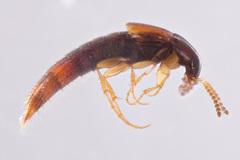 Bryoporus testaceus