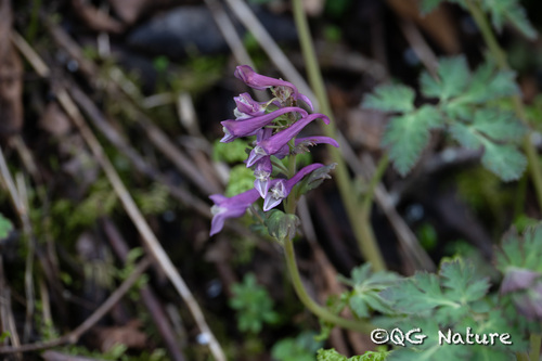 Corydalis jingyuanensis