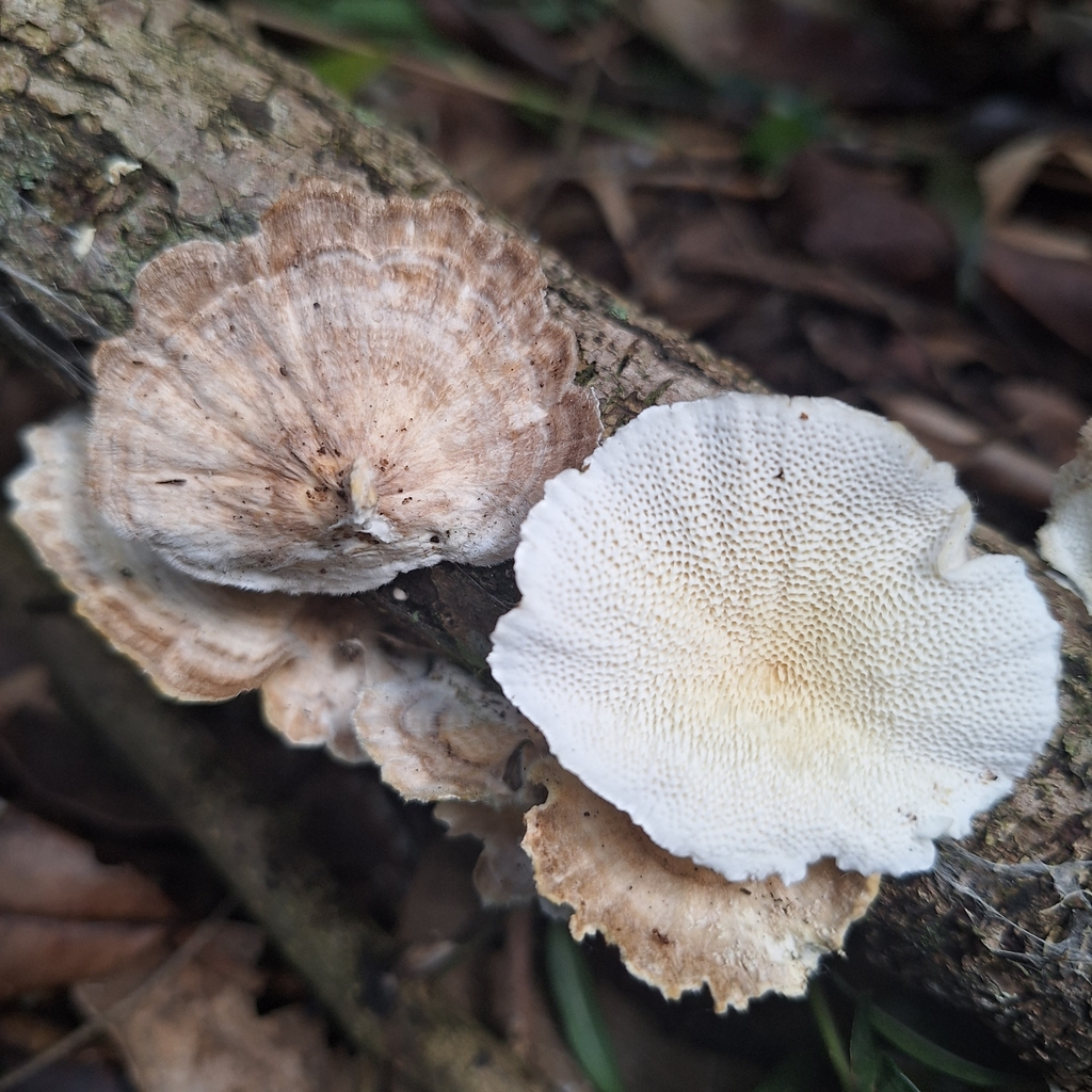 Trametes villosa · July 2025 · photo: © deniszabin (iNaturalist, cc-by)