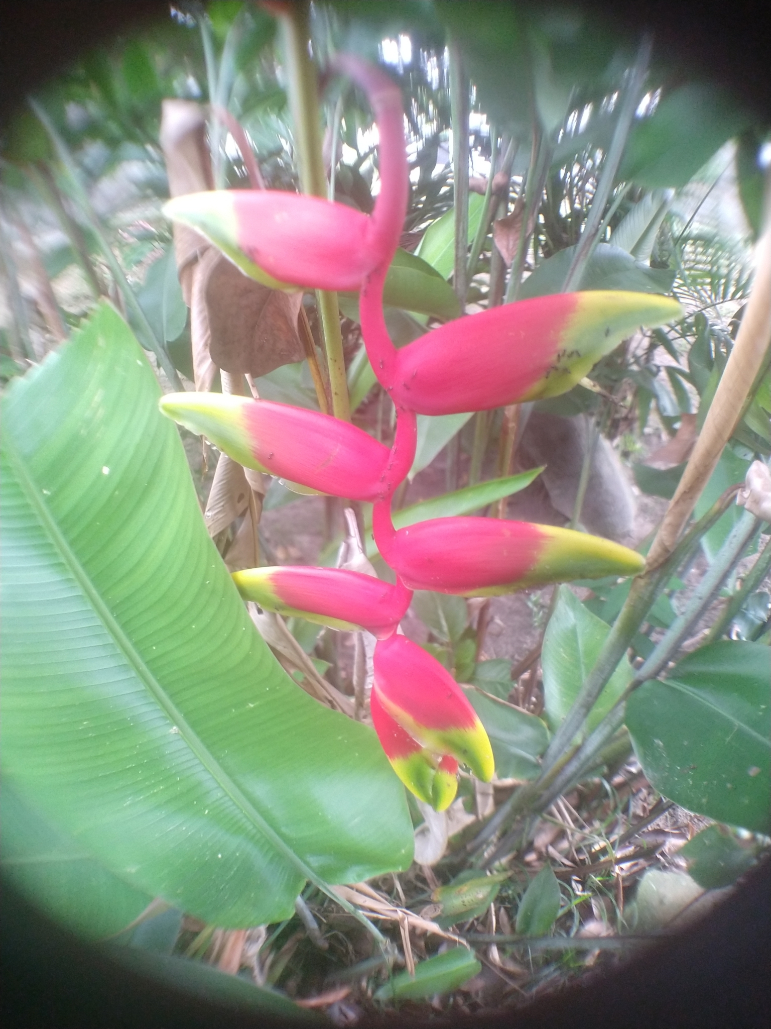 Heliconia rostrata