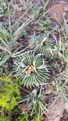 Echinofossulocactus pentacanthus