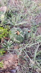 Echinofossulocactus pentacanthus