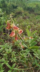Crotalaria