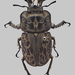 Brown Stag Beetle - Photo (c) Auckland War Memorial Museum, some rights reserved (CC BY)