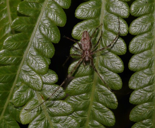 Tetragnatha quasimodo observed 2025-06-28