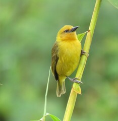 Slender-Billed Weaver photo 1