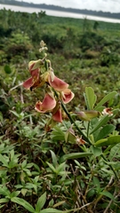 Crotalaria