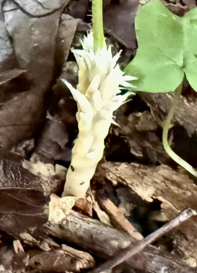 Sebacina sp. 'incrustans-IN01'