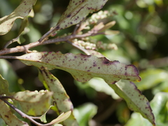 Quintinia serrata