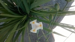 Dietes robinsoniana