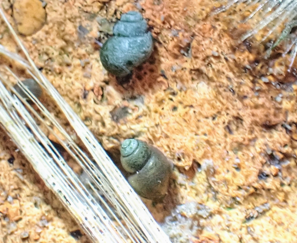 Pseudamnicola artanensis